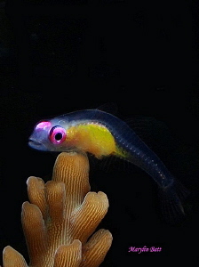 Pink eyed Goby, Anilao, Philippines by Marylin Batt 